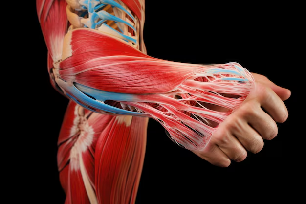 Band of tissue connecting muscle and bone nyt: The Critical Role of Tendons in Human Mobility and Health 2024